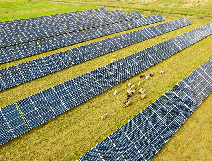 Image of sheep grazing in a field of solar panels.
