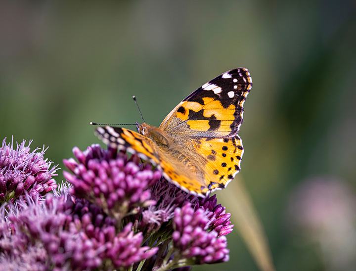 Image of butterfly on wildflower.