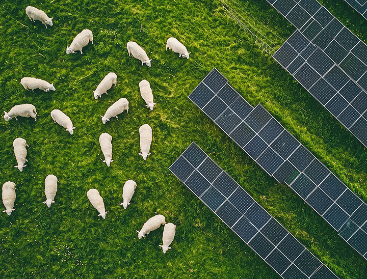 Aerial view of sheep grazing in a solar field.