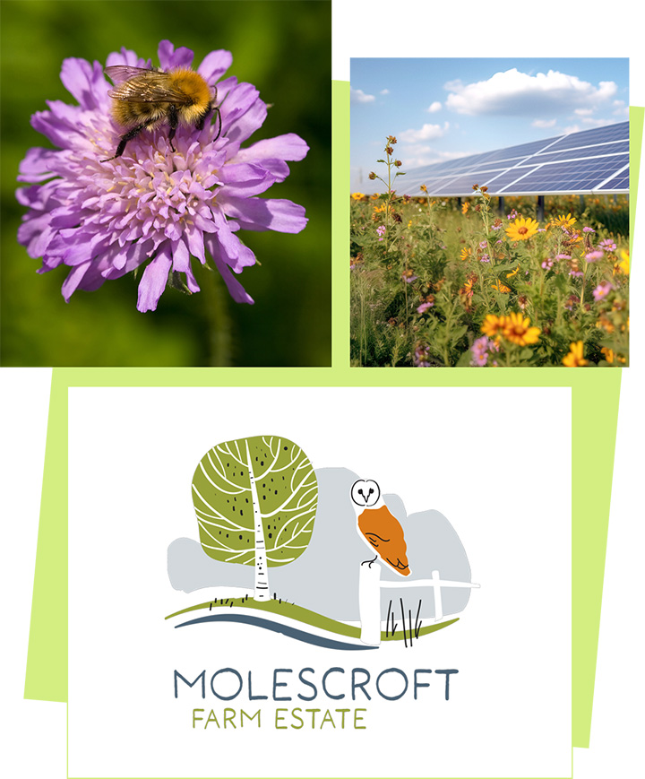 Collage of images showing the ecological benefits of solar power.