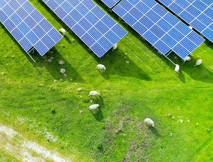 Aerial view of sheep grazing in a solar field.